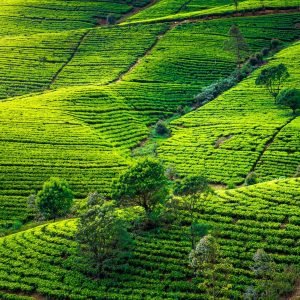sri-lanka tea plantation